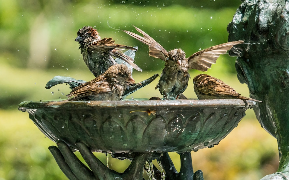 Auch bei einer Vogeltränke kann man Fehler machen