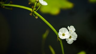 Die Skelettblume wird bei Regen transparent