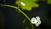 Die Skelettblume wird bei Regen transparent