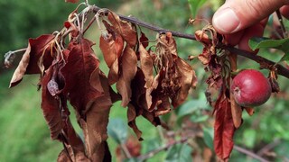Zu den meldepflichtigen Krankheiten zählt auch Feuerbrand