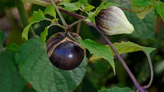 Tomatillo Garten: Blüte und Frucht einer Tomatillo