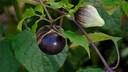 Tomatillo Garten: Blüte und Frucht einer Tomatillo