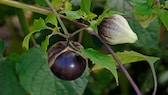 Tomatillo Garten: Blüte und Frucht einer Tomatillo