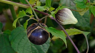 Tomatillo Garten: Blüte und Frucht einer Tomatillo