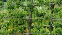 Spaliere Garten: