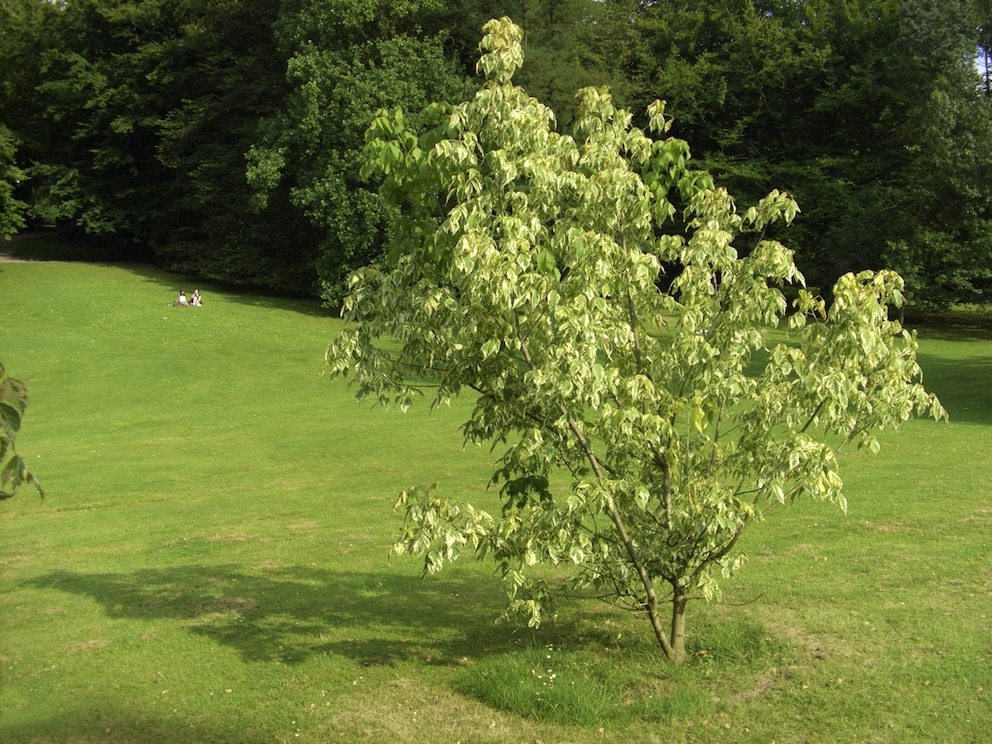 Kleine Bäume: Eschenahorn