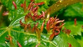 Gallmilbe Garten: Stiftartige Auswölbungen der Gallmilbe auf einem Lindenblatt