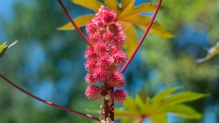 Wunderbaum giftig: Rote Samen des Wunderbaums