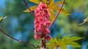 Wunderbaum giftig: Rote Samen des Wunderbaums