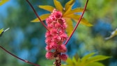 Wunderbaum giftig: Rote Samen des Wunderbaums