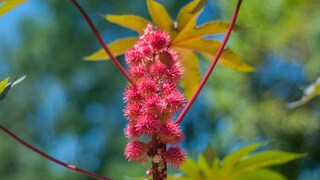 Wunderbaum giftig: Rote Samen des Wunderbaums