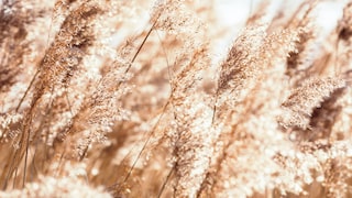 Schilfrohr ist eine geeignete Bepflanzung für einen Gartenteich