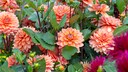 Dahlien