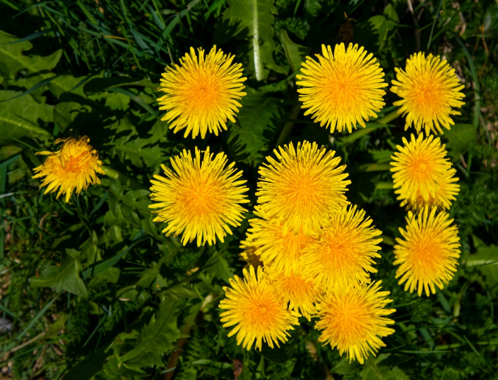 Wildkräuter Garten: Gelbe Blüten von Löwenzahn