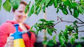 Insektizide bei Hitze richtig anwenden