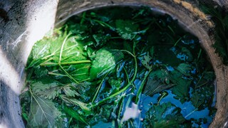 Jauchen gegen Schädlinge im Garten