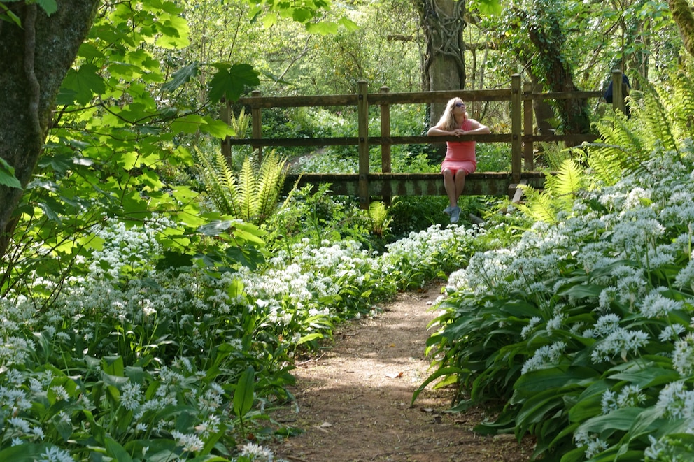 Entlang des Weges in einem Waldgarten dürfen blühende Pflanzen nicht fehlen