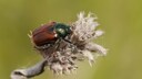 Gartenlaubkäfer effektiv bekämpfen und vorbeugen