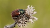 Gartenlaubkäfer effektiv bekämpfen und vorbeugen