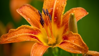 Taglilien Garten: Goldgelbe und orangenfarbene Blüte der Taglilie