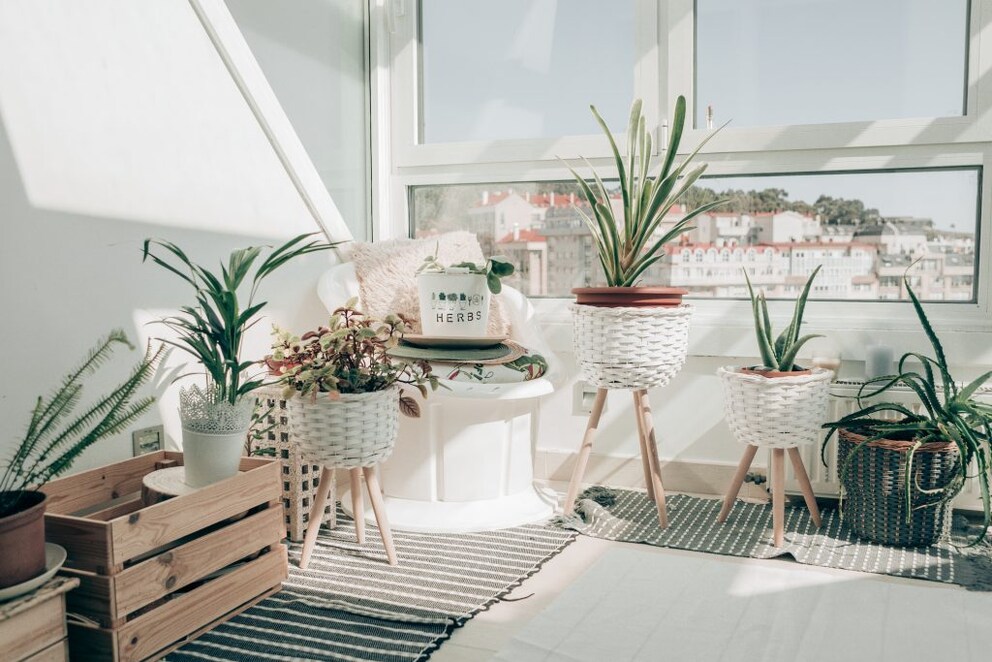 Plants make a home cozier