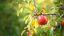 Ein Apfel h&auml;ngt an einem Baum