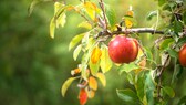 Ein Apfel hängt an einem Baum