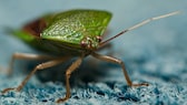 Insekten Teppich: Wanze mit grünem Schild