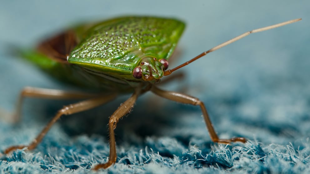 Insekten Teppich: Wanze mit grünem Schild