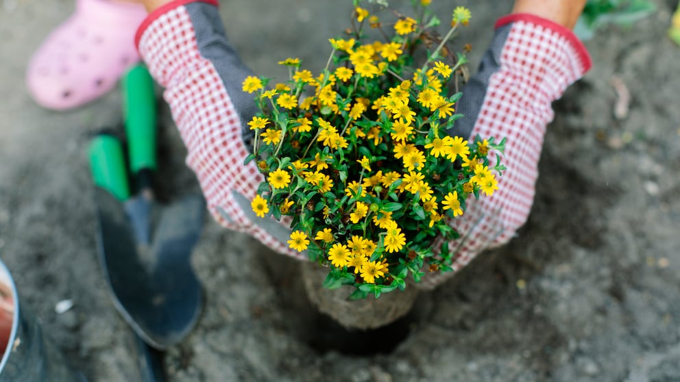 Eine Blume wird eingepflanzt