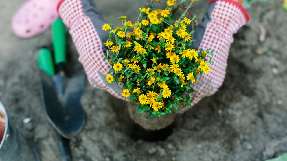 Eine Blume wird eingepflanzt