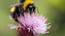 Hummel