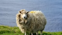 Schafwolle Baustoff: Ungeschorenes Schaf