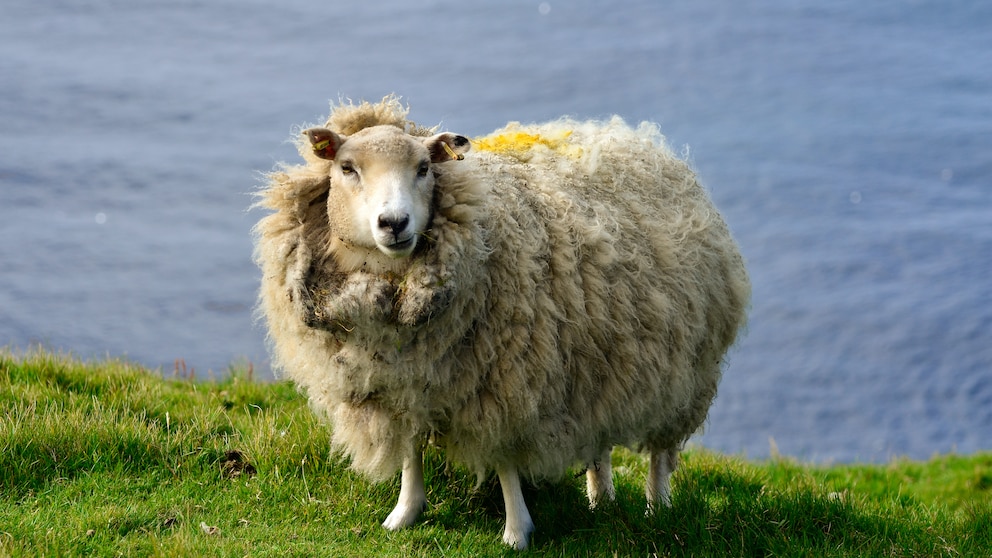 Schafwolle Baustoff: Ungeschorenes Schaf