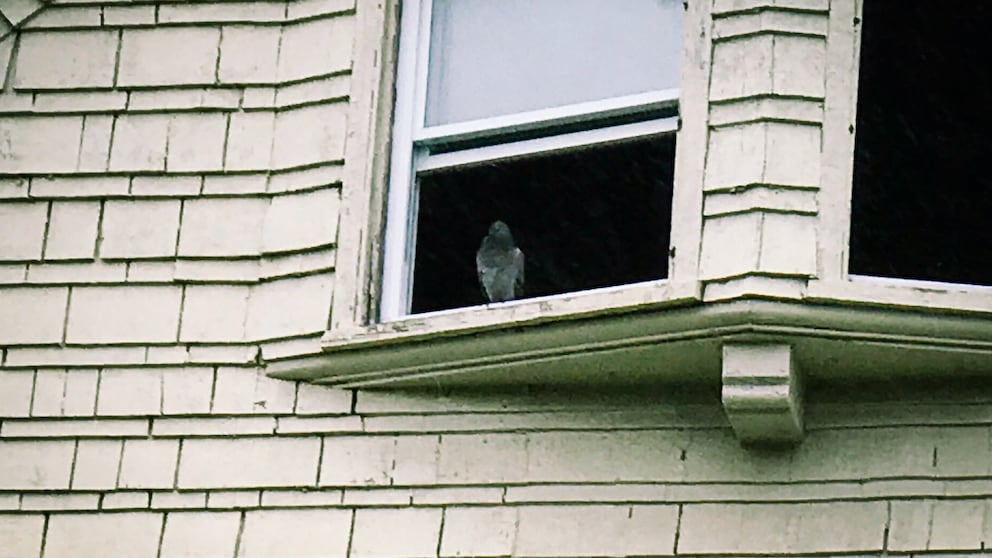 Taube am Fenster