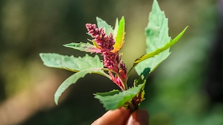 Wildkräuter Garten