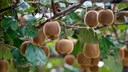 Kiwis, die noch am Baum hängen