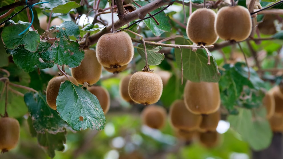 Kiwis, die noch am Baum hängen