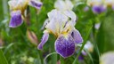 Eine Bariris in Blüte