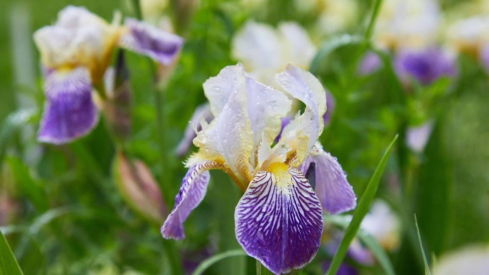 Eine Bariris in Blüte