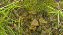 Nostoc