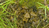 Nostoc