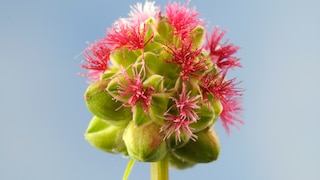 Pimpernell: Blütenstand mit pinken Blütenfäden vom Pimpernell oder kleinem Wiesenknopf