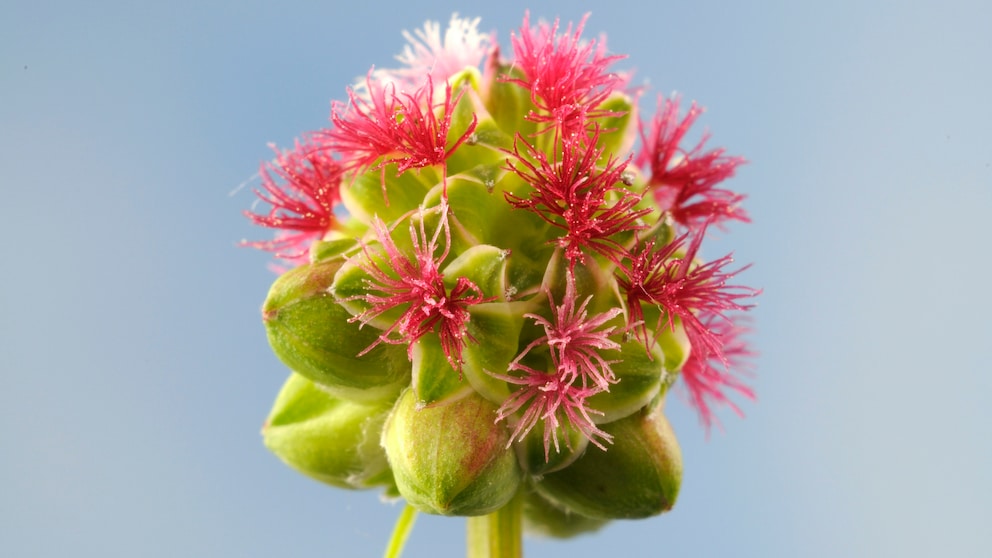 Pimpernell: Blütenstand mit pinken Blütenfäden vom Pimpernell oder kleinem Wiesenknopf