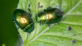 Minzebär: Zwei Minzekäfer auf einem grünen Blatt