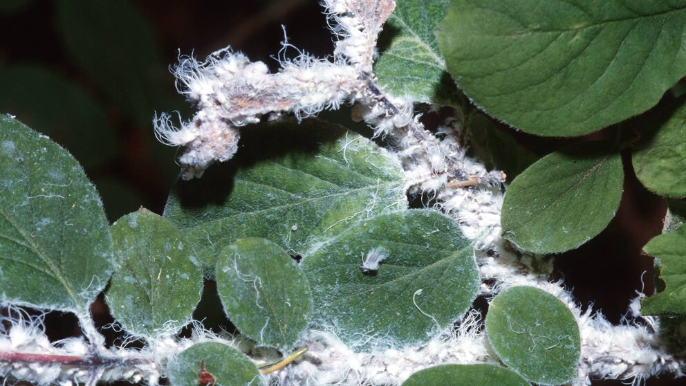 Blutläuse Äpfel: Blutläuse machen watteaehnliche weisse Wachsausscheidungen auf einem Strauch