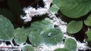 Blutläuse Äpfel: Blutläuse machen watteaehnliche weisse Wachsausscheidungen auf einem Strauch