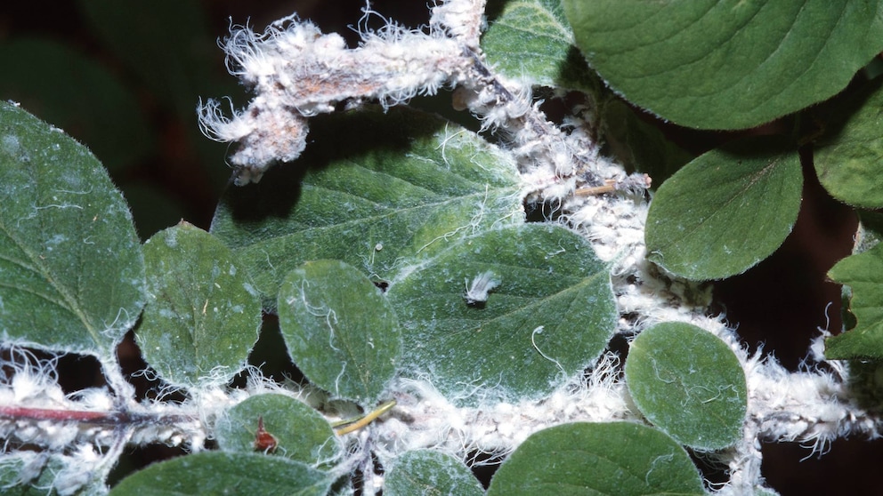 Blutläuse Äpfel: Blutläuse machen watteaehnliche weisse Wachsausscheidungen auf einem Strauch