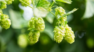 Hopfen
