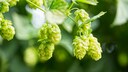 Hopfen